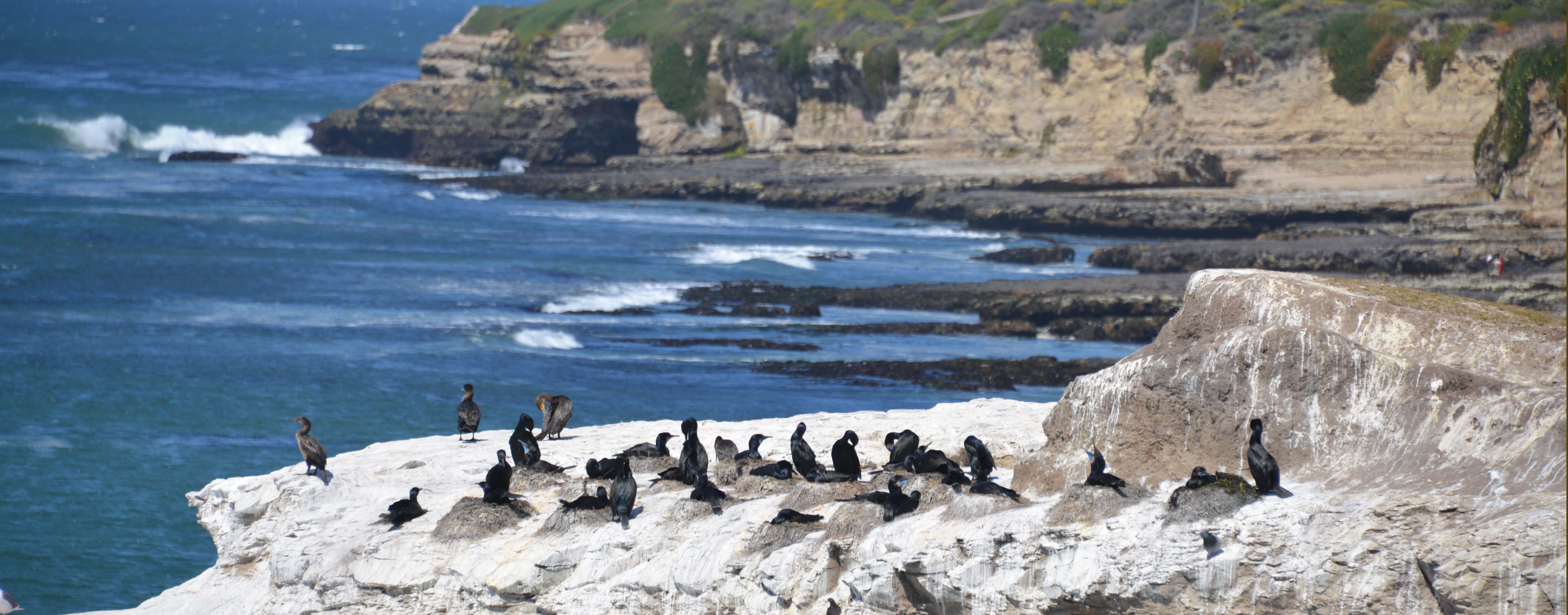 Brandt's cormorants at Natural Bridges State Beach, Santa Cruz, California, May 2013. Picture © Robin Stone, 2013.
