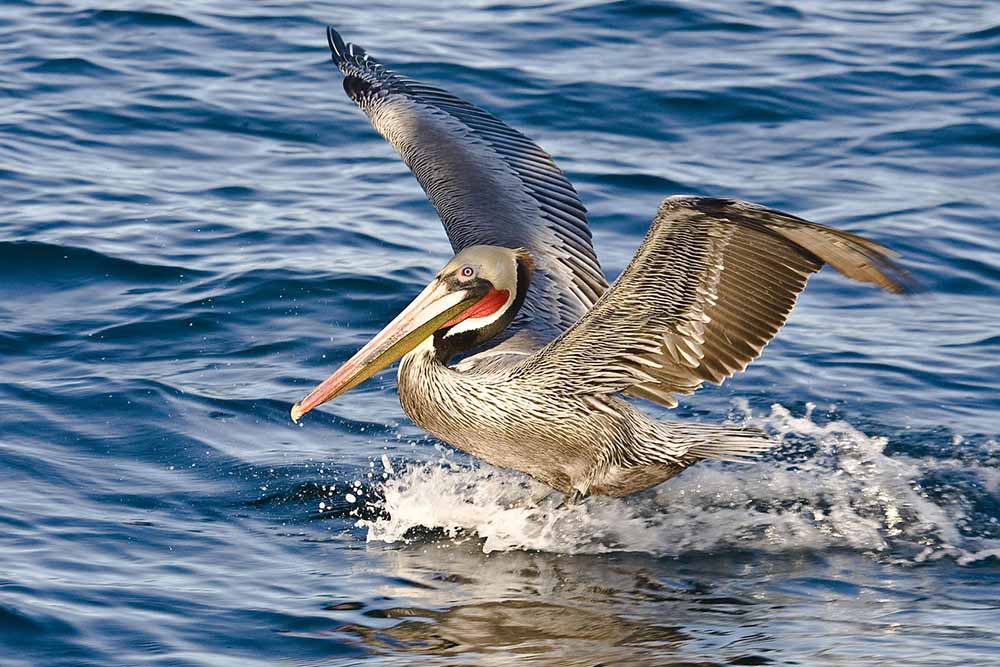 Pacific brown pelican with full mating plumage, Port San Luis, California, January, 2008. Photo by “Mike” Michael L. Baird via Wikimedia Commons.