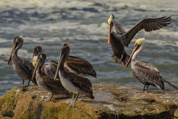 Brown pelicans in Santa Cruz with basic or non-mating plumage. Picture courtesy of and © Paul Babb 2013.