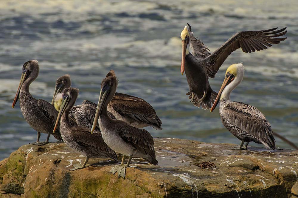 Brown pelicans in Santa Cruz with basic or non-mating plumage. Picture courtesy of and © Paul Babb 2013.