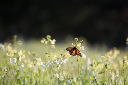 Monarch butterfly. Photo: Crystal Birns Photography