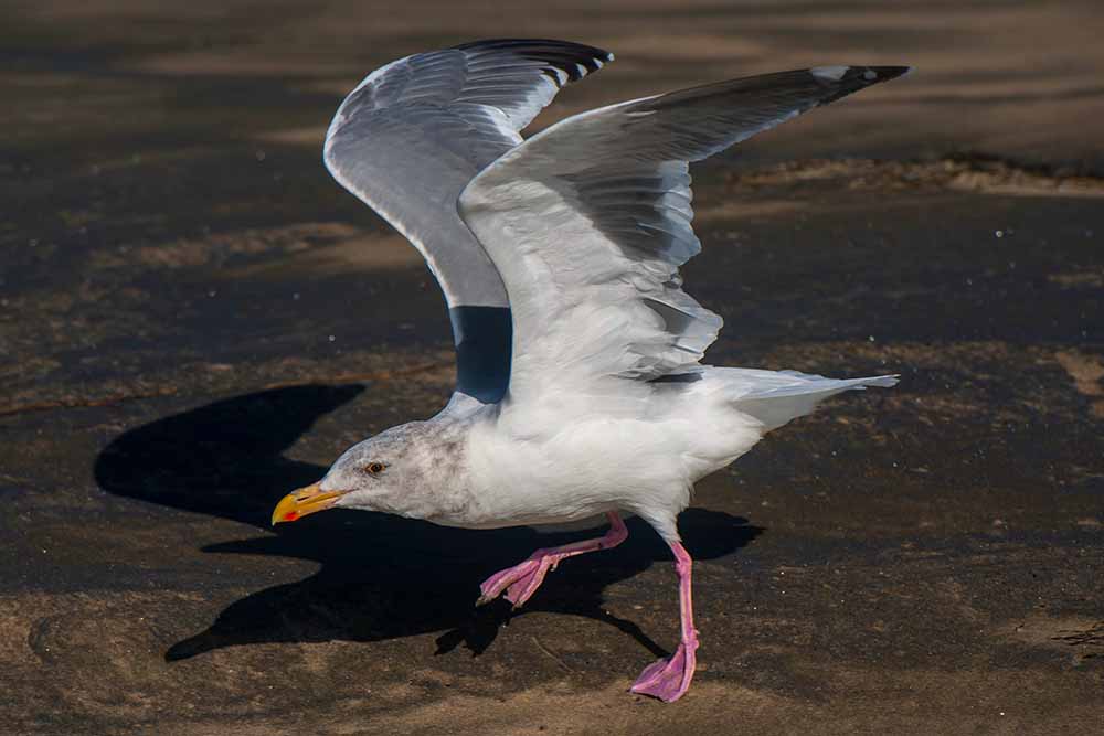 A mature herring gull. Picture courtesy of and © Paul Babb 2013.
