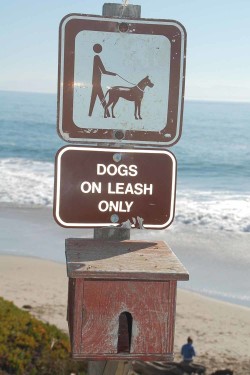 The local ordinance for Lighthouse Field State Beach states dogs are not supposed to be off leash. But it is not enforced.