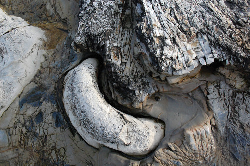 Half of a "toilet bowl" exposed along the coast near Swift Street. There are several whole toilet bowls. Can you find some?