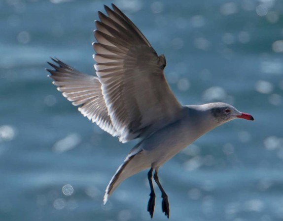 A Heermann’s gull. Picture courtesy of and © Paul Babb 2013.
