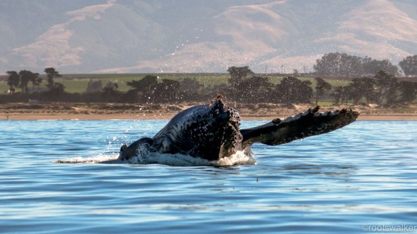 Breaching humpback in Monterey Bay, July 2014. Photo by Matt Walker, NRB Photography.