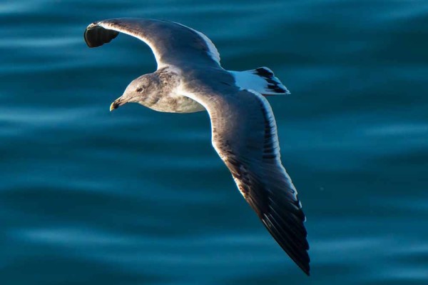 An immature gull. Gulls are hard to identify to the species level when young. Picture courtesy of and © Paul Babb 2013.