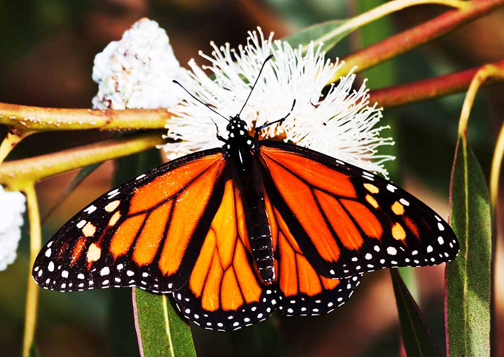 A monarch on a bluegum eucalyptus flower, Natural Bridges, December, 2010. Photo courtesy of and © Elise Wormuth