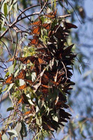 A monarch cluster on a eucalyptus branch at Natural Bridges November, 2010. Photo courtesy of and © Elise Wormuth.