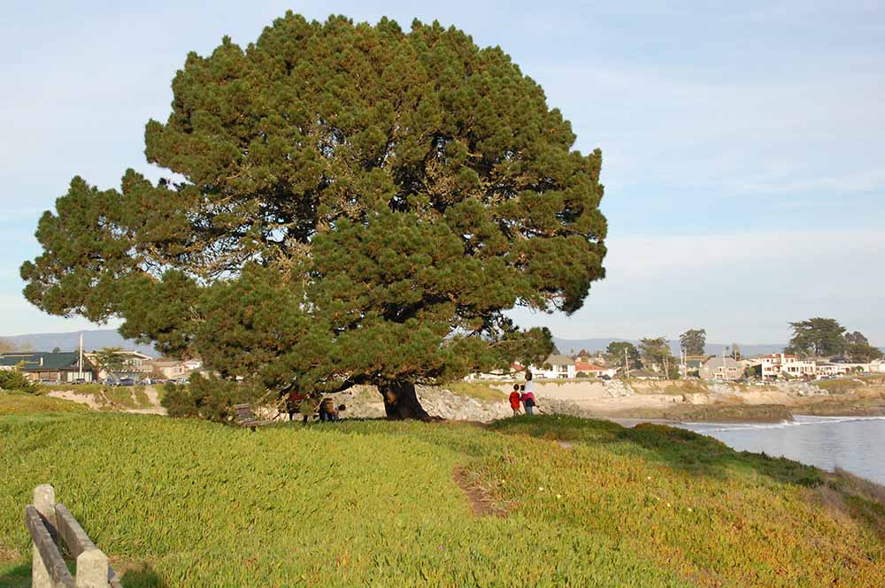 A picturesque lone Monterey pine near the end of De la Costa and Almar Avenues. This tree was planted here. Photo © Mobile Ranger.