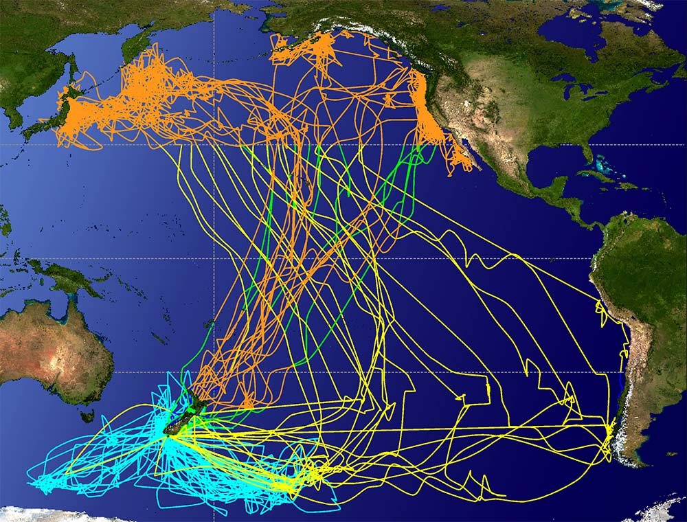 Migration Madness: The Sooty Shearwaters are Back! | Mobile Ranger