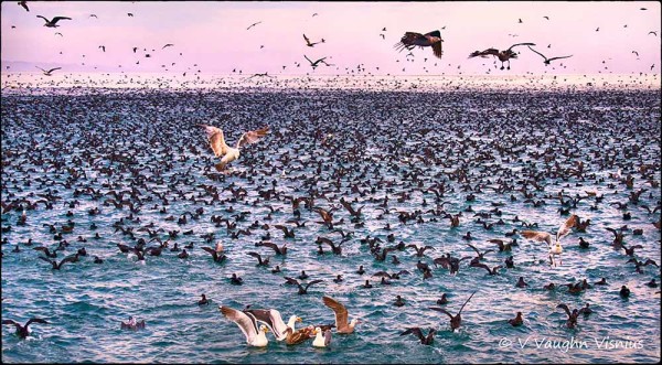 Sooty Shearwaters and seagulls near Sunny Cove just east of the Santa Cruz Harbor. July 27, 2014. The seagulls apparently surround one sooty shearwater to get its food. They will even jump on its back. Photo © V. Vaughn Visnius.
