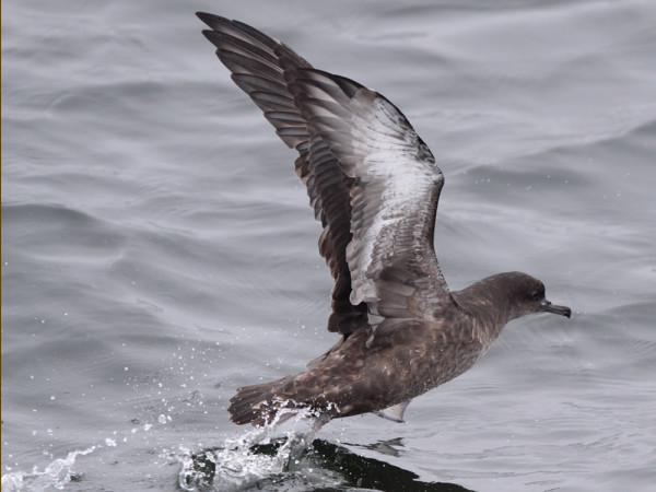 A sooty shearwater in Cordell Bank National Marine Sanctuary, California. Photo by Sophie Webb, courtesy NOAA, www.sanctuarysimon.org.