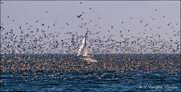 Sooty Shearwaters in Sunny Cove, July, 2014. Photo © V. Vaughn Visnius.