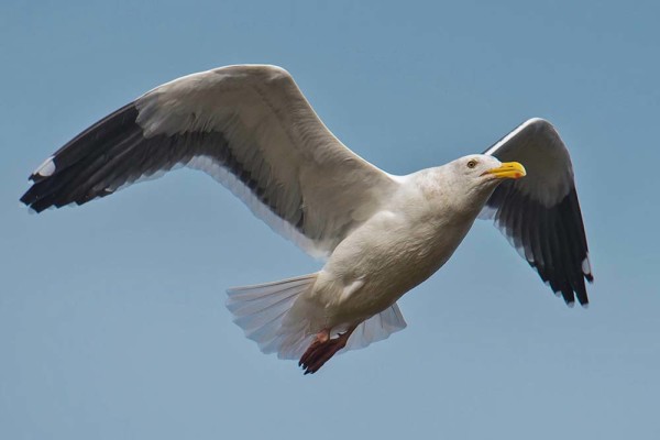 A western gull. Picture courtesy of and © Paul Babb 2013.