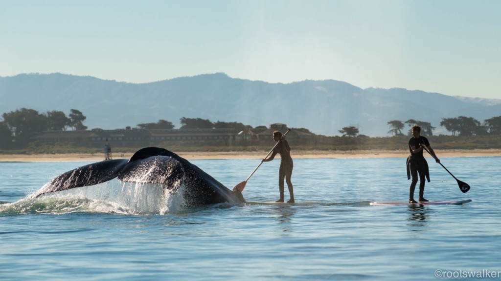 A very close encounter with a blue whale! Photo taken in Monterey Bay, July 2014 by Matt Walker, NRB Photography.
