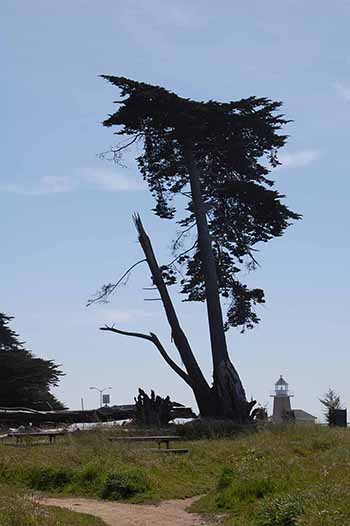 A Cypress tree and benches in Lighthouse Field, 2012.