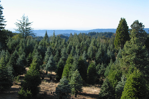 There are almost 15,000 Christmas tree farms covering 350,000 acres in the U.S. Photo courtesy of Four Winds Christmas Trees in Los Gatos, CA.