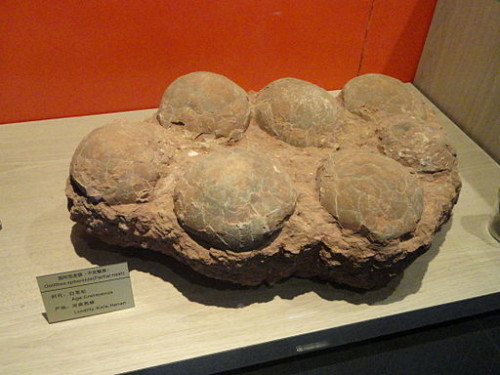 Concretions like those at Bowling Ball Beach have been mistaken for dinosaur eggs like these ones from the fossil exhibit in the Kunming Natural History Museum of Zoology in Yunnan, China. Photo courtesy of Daderot. (August 10, 2011)