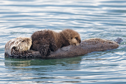 Sea Otter mother with nursing pup in the Morro Bay harbor, Morro Bay, CA. Oct. 2008. Photo by Michael "Mike" L. Baird.