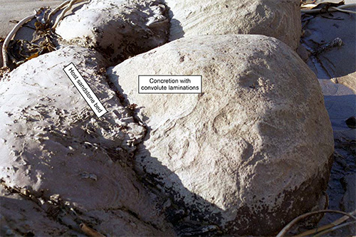 Here you can see a concretion on the beach still surrounded by sandstone from the rest of the rock formation. Photo courtesy of Ted from geologictrips.com.