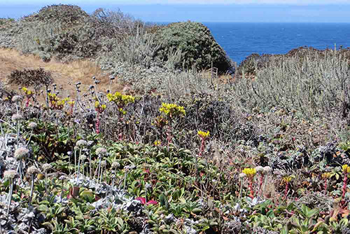 Native coastal sage scrub vegetation at 3-Mile Beach (3 miles north of Santa Cruz). Coast buckwheat can be seen in the bottom left, dudleya are the yellow flowers in the center and California sagebrush dominates the back, right. Picture courtesy of and © Jackie Pascoe.