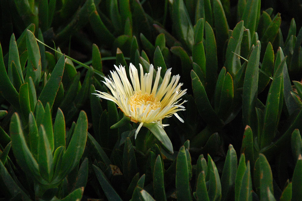 A close up view of highway ice plant or Carpobrotus edulis.