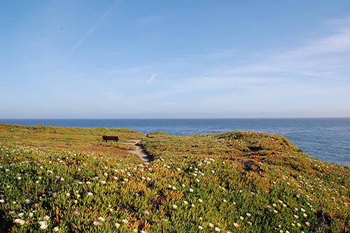 Benches on West Cliff Drive completely surrounded by ice plant.