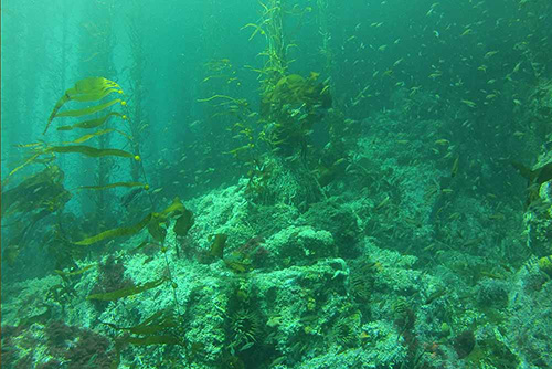 A near-shore kelp forest in Monterey Bay. Photo by Dr. Steve Lonhart, courtesy NOAA MBNMS, www.sanctuarysimon.org