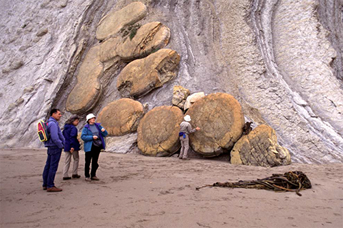 These "muffin" rocks are unusually large concretions of hard quartz in a softer host bed of gray shale. They take millions of years to form. Photo courtesy of Ted from geologictrips.com.