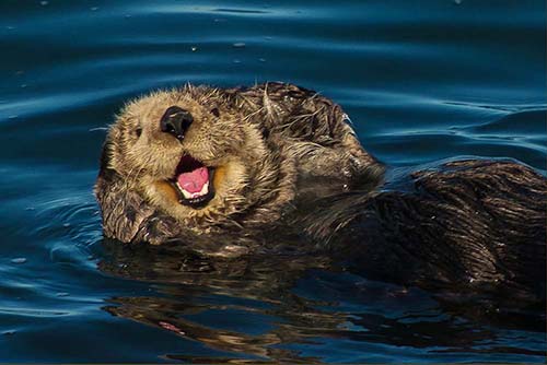 A California Sea Otter. Picture courtesy of and © Paul Babb 2013.