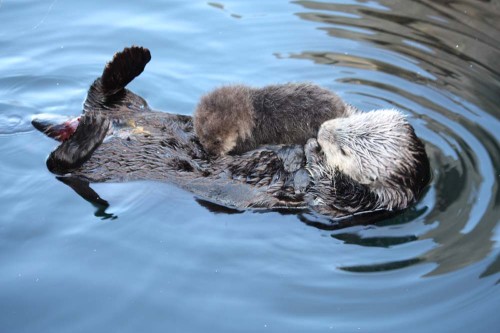 A sea otter mom and her newly born pup. Photo by Steve Choy, courtesy NOAA MBNMS, www.sanctuarysimon.org.
