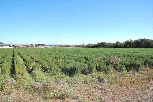 Fields of rosemary being cultivated within Wilder Ranch State Park.