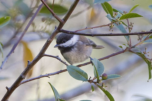 Chestnut-backed Chickadee Poecile rufescens. Photo © Kevin Cole.