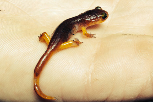 Yellow Eyed Ensatina Ensatina eschscholtzii xanthoptica Photo © Lauren McEvoy.