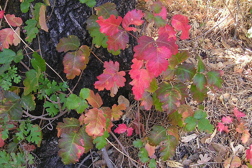 Poison oak leaves an unforgettable rash.  This lobed leaf can be in colors of green and red. Photo courtesy of Photo courtesy of <a href="http://en.wikipedia.org/wiki/User:Elf 