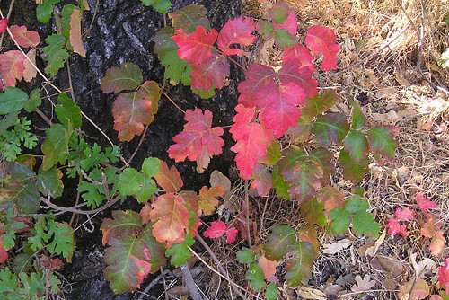 Poison oak leaves an unforgettable rash. This lobed leaf can be in colors of green and red. Photo courtesy of Photo courtesy of <a href="http://en.wikipedia.org/wiki/User:Elf