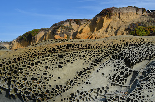 Tafoni at Pebble Beach, Dec 2011. Photo by Dawn Endico courtesy Wikimedia Commons.