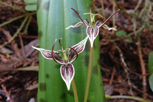 Fetid Adder’s Tongue Scoliopus bigelovii Picture © Lauren McEvoy