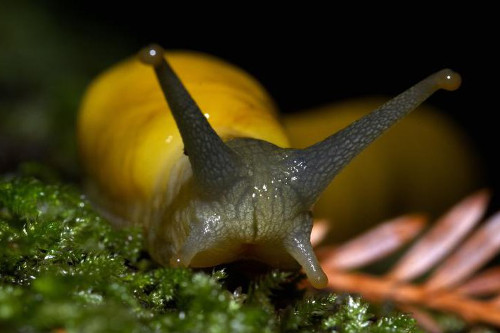 Banana Slug Ariolimax dolichophallus Photo courtesy of Greg Bodi April 2006 https://en.wikipedia.org/wiki/File:Banana_slug_closeup.jpg
