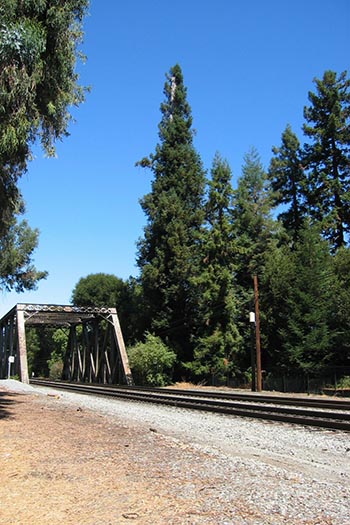 El Palo Alto in 2004. Photo by Jawed Karem.