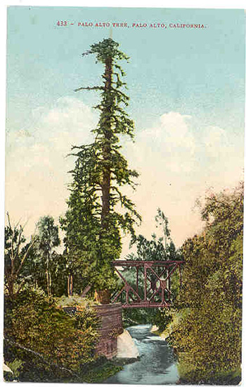 El Palo Alto, circa 1910. Iron truss railway bridge goes beside it over San Francisquito Creek, in California. At the time the tree was in relatively poor health due to the soot from coal powered trains, as evident by its relatively thin canopy. Photo in public domain.