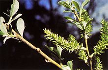 Arroyo Willow. Image Wikipedia.