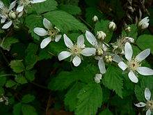 California Blackberry. Image Wikipedia.