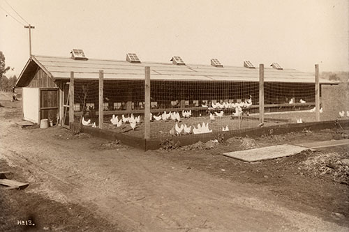 The site of a Santa Cruz egg laying contest in 1924. Photo courtesy of the Santa Cruz Museum of Art & History.