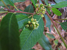 Coffeeberry. Image Wikipedia.