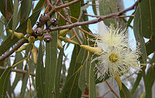 Eucalyptus. Image Wikipedia.