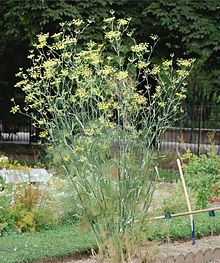 Fennel. Image Wikipedia.
