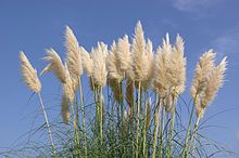 Pampas Grass. Image Wikipedia.