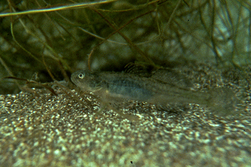 Underwater Tidewater Goby. Photo © of Don Alley, D.W. Alley & Associates.